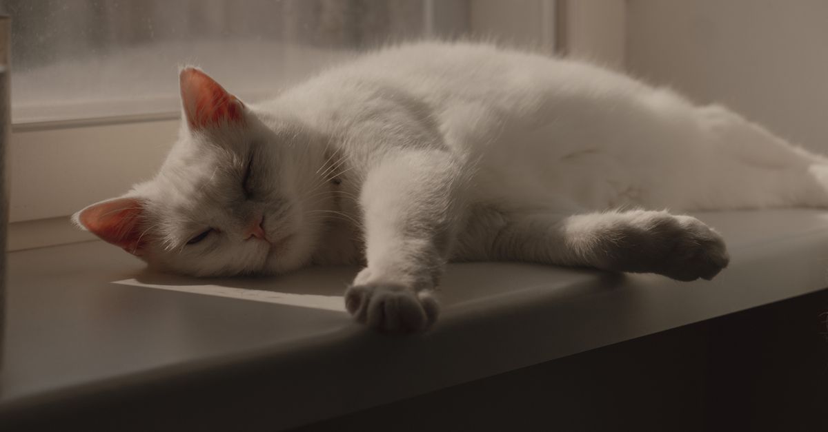 Soluce Wake The Cat dans le Hall sur iPhone et iPad