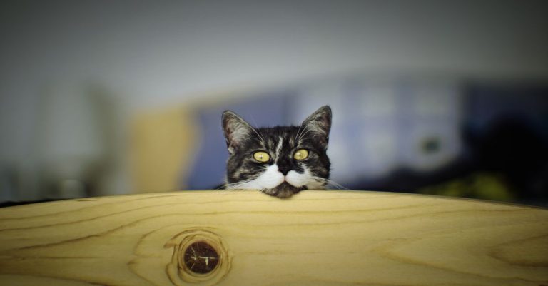 Solution Wake The Cat pour la cuisine sur iPhone et iPad