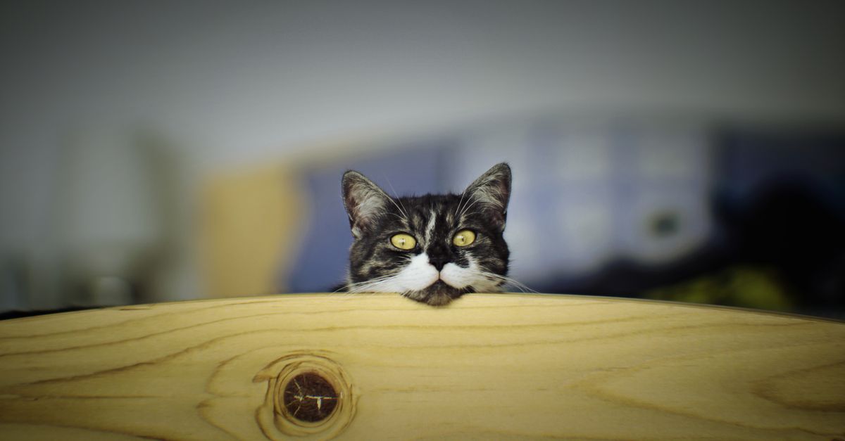 Solution Wake The Cat pour la cuisine sur iPhone et iPad
