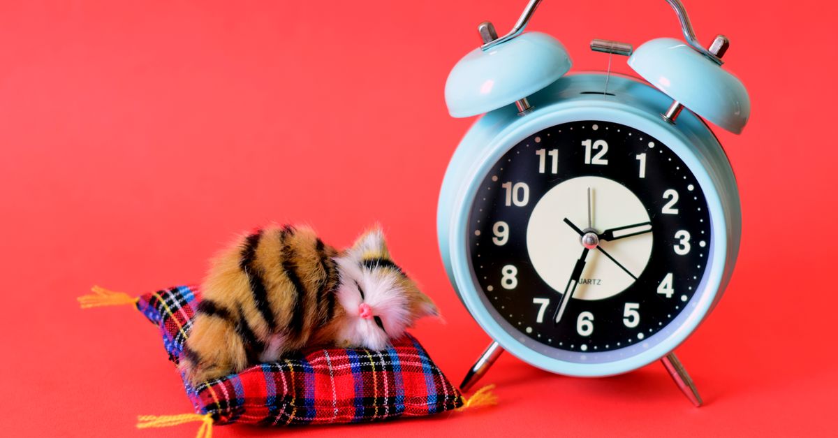 Wake the Cat sur iPhone, iPad et iPod